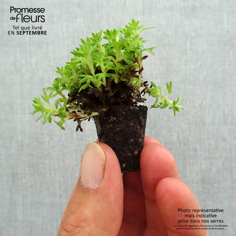 Amostra de Saxifraga x arendsii Pixie - Saxifrage mousse Mini-torrão Ø 3/4 cm tal como entregue no outono