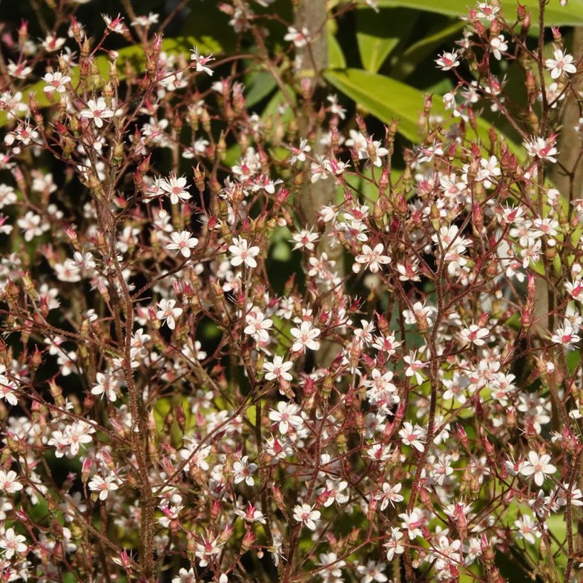 Saxifraga x urbium Aureopunctata (Floração)