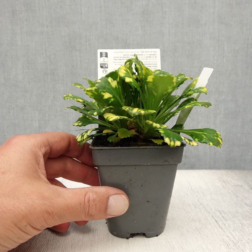 Amostra de Saxifraga x urbium Aureopunctata Vaso de 8/9 cm tal como entregue no verão