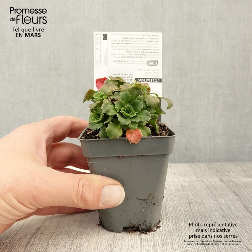 Amostra de Saxifraga x urbium Aureopunctata Vaso de 8/9 cm tal como entregue na primavera