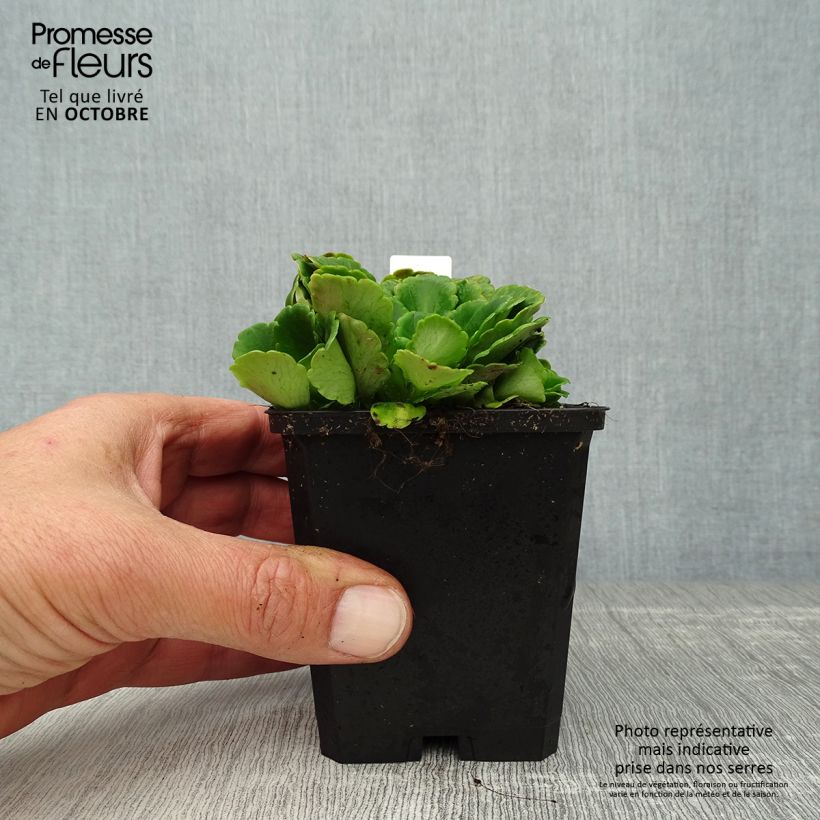 Amostra de Saxifraga x urbium Vaso de 8/9 cm tal como entregue no outono