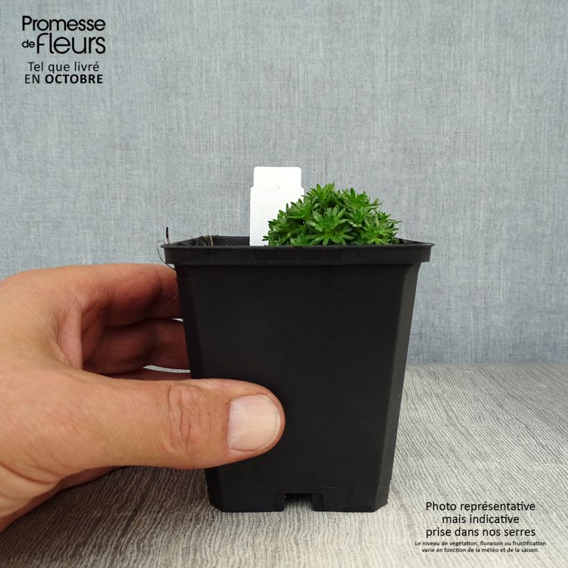 Amostra de Saxifraga arendsii Pixie White Vaso de 8/9 cm tal como entregue no outono