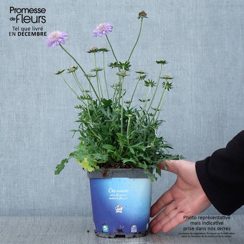 Amostra de Scabiosa columbaria Butterfly Blue Vaso de 2 L/3 L tal como entregue no outono