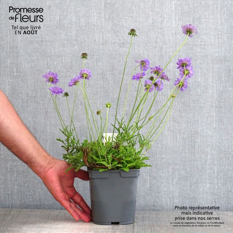 Amostra de Scabiosa columbaria Butterfly Blue Vaso de 2 L/3 L tal como entregue no verão