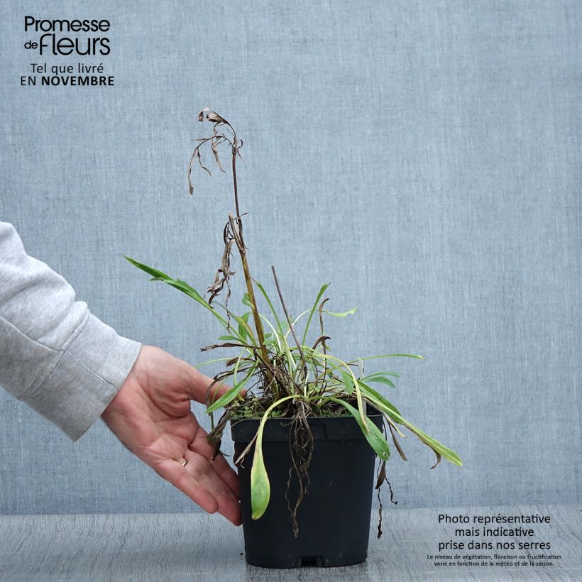 Amostra de Scabiosa caucasica Alba Vaso de 2 L/3 L tal como entregue no outono