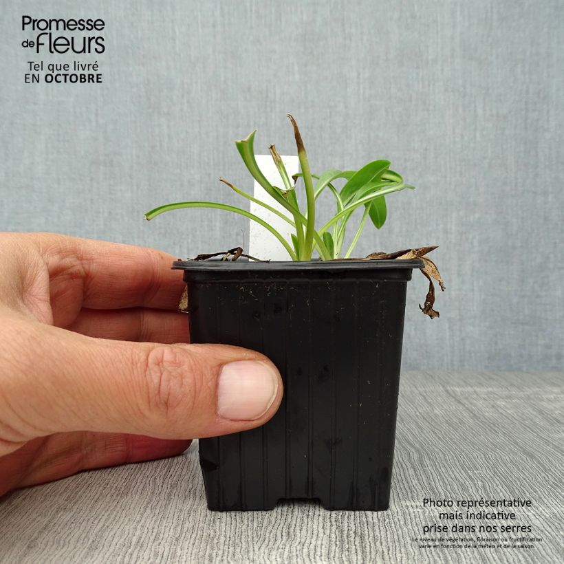 Amostra de Scabiosa caucasica Fama Vaso de 8/9 cm tal como entregue no outono