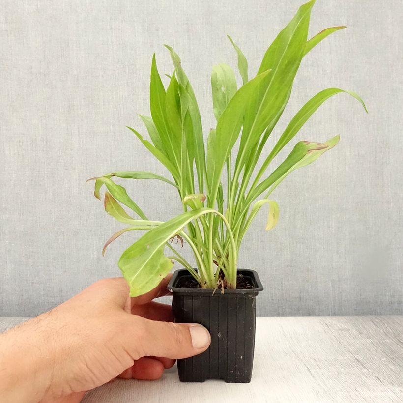 Amostra de Scabiosa caucasica Fama Vaso de 8/9 cm tal como entregue no verão