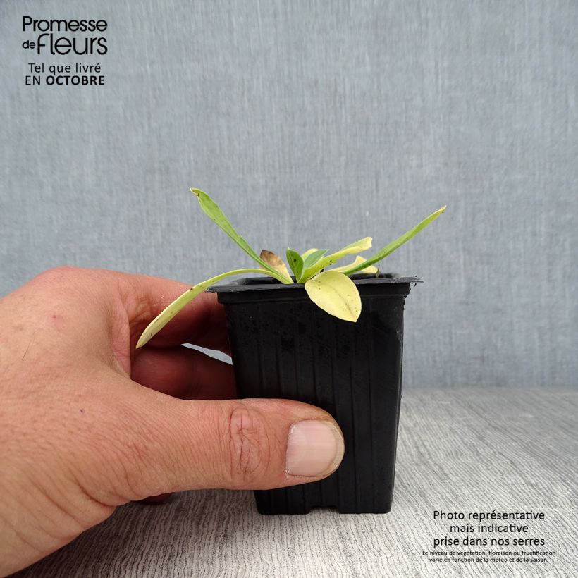 Amostra de Scabiosa caucasica Perfecta Vaso de 7/8 cm tal como entregue no outono