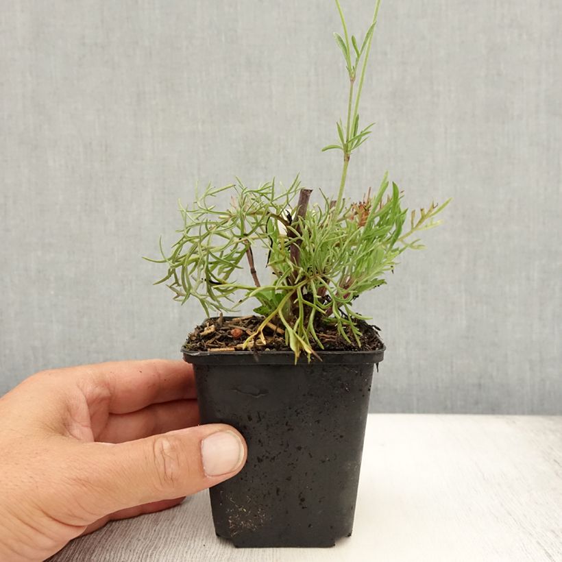 Amostra de Scabiosa ochroleuca Vaso de 8/9 cm tal como entregue no verão