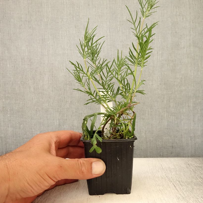 Amostra de Scabiosa canescens Vaso de 8/9 cm tal como entregue no verão