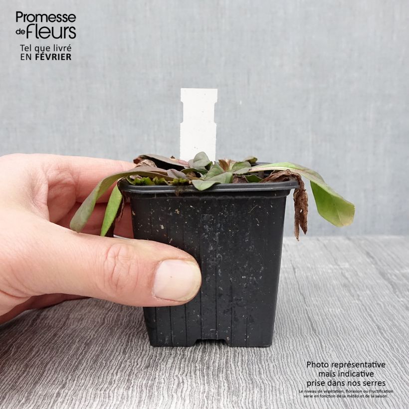 Amostra de Scabiosa canescens Vaso de 8/9 cm tal como entregue no inverno