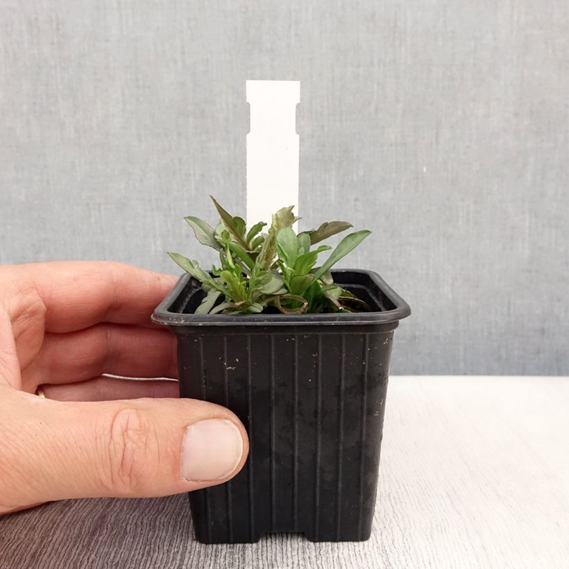 Amostra de Scabiosa canescens Vaso de 8/9 cm tal como entregue na primavera