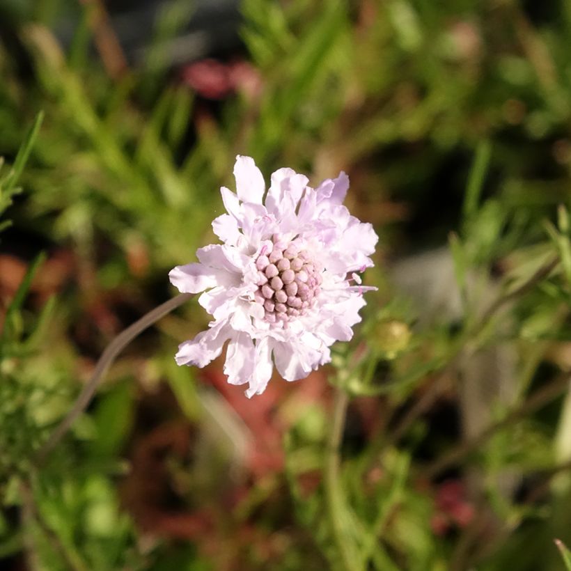 Scabiosa canescens (Floração)