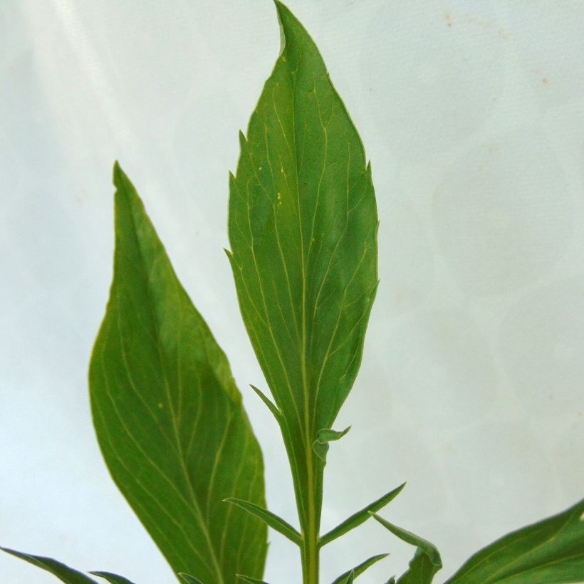 Scabiosa Cherry Vanilla Scoop (Folhagem)