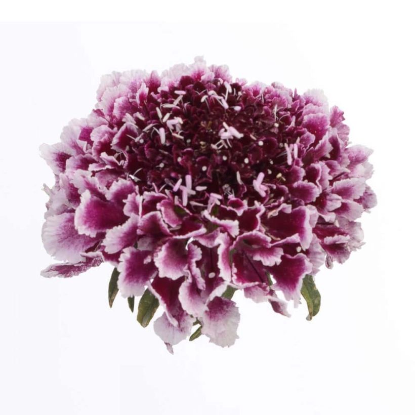 Scabiosa Cherry Vanilla Scoop (Floração)