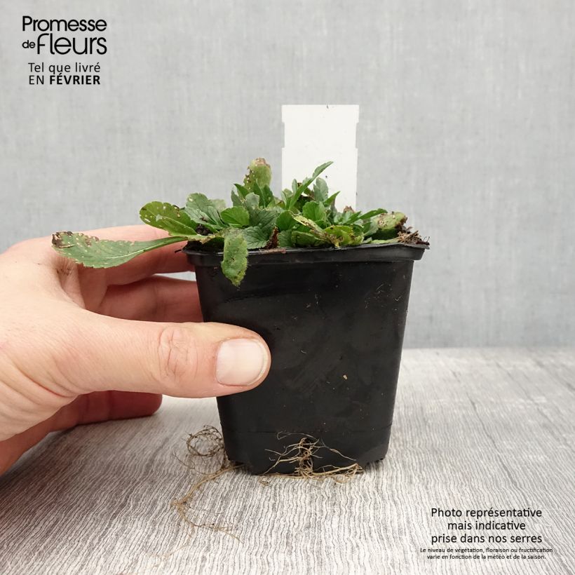 Amostra de Scabiosa columbaria Pincushion Pink - Scabieuse colombaire  Godet de 8/9 cm tal como entregue no inverno