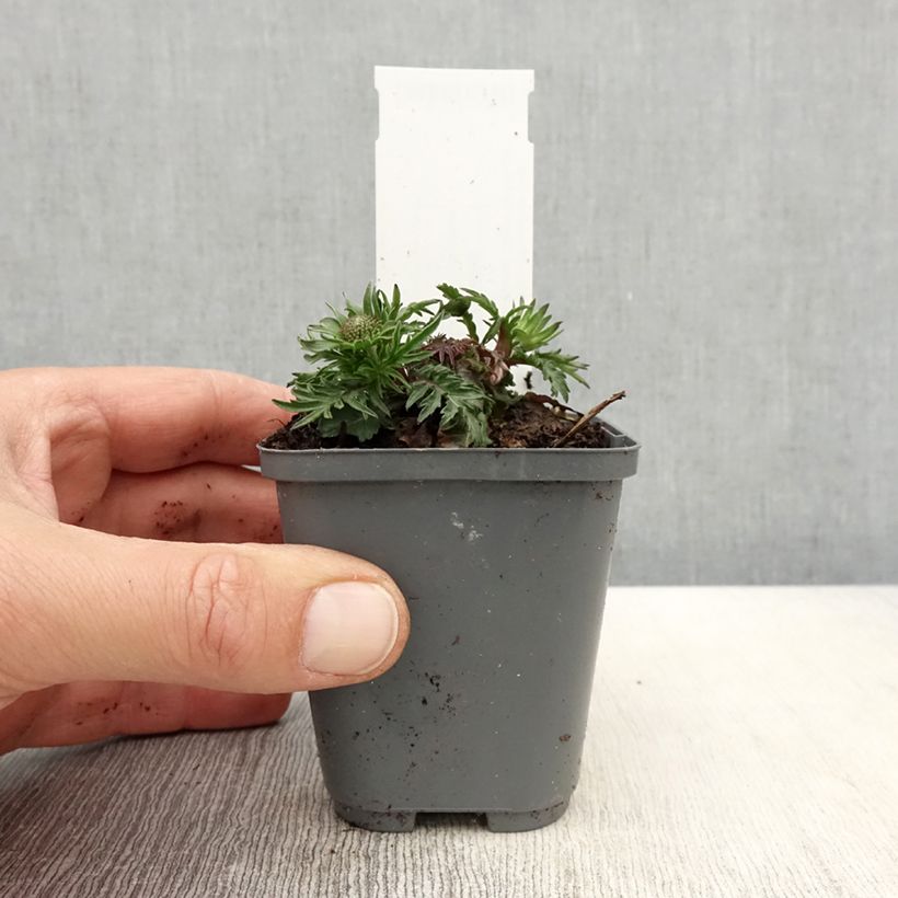 Amostra de Scabiosa columbaria Pincushion Pink Vaso de 8/9 cm tal como entregue na primavera