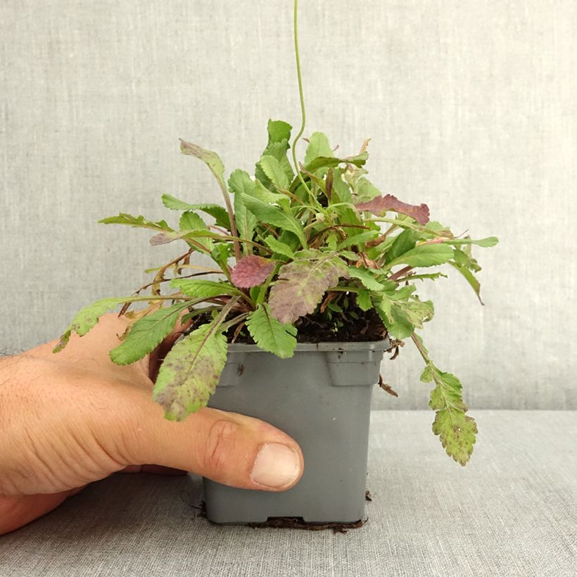 Amostra de Scabiosa columbaria Nova Dew Drops Vaso de 8/9 cm tal como entregue no verão