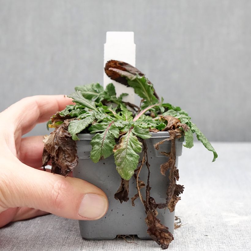 Amostra de Scabiosa columbaria Nova Dew Drops Vaso de 8/9 cm tal como entregue no inverno