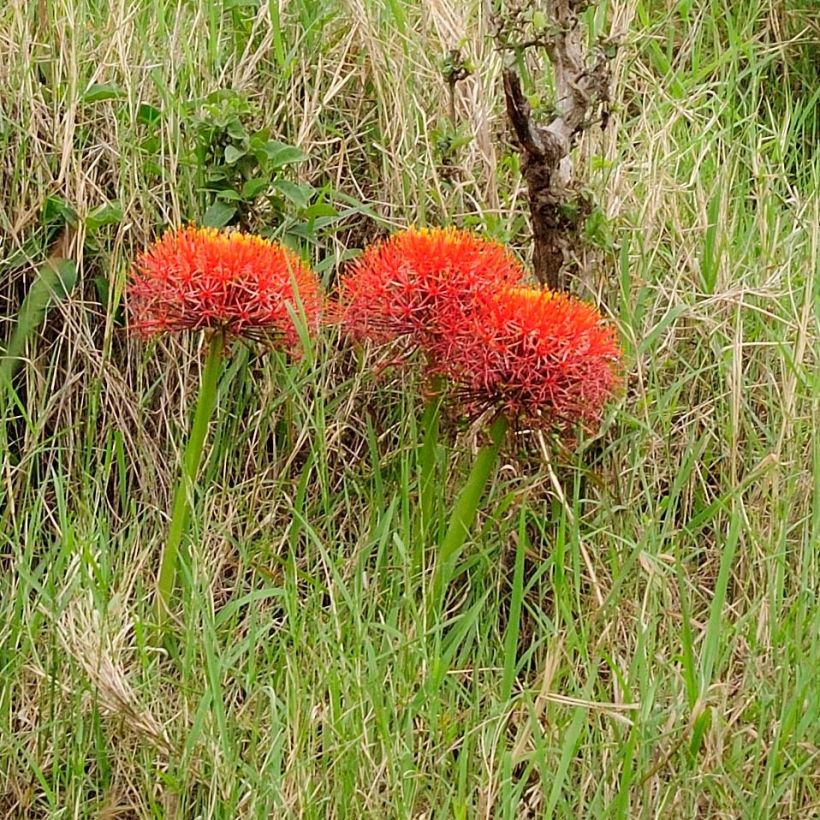 Scadoxus multiflorus subsp. multiflorus (Hábito)