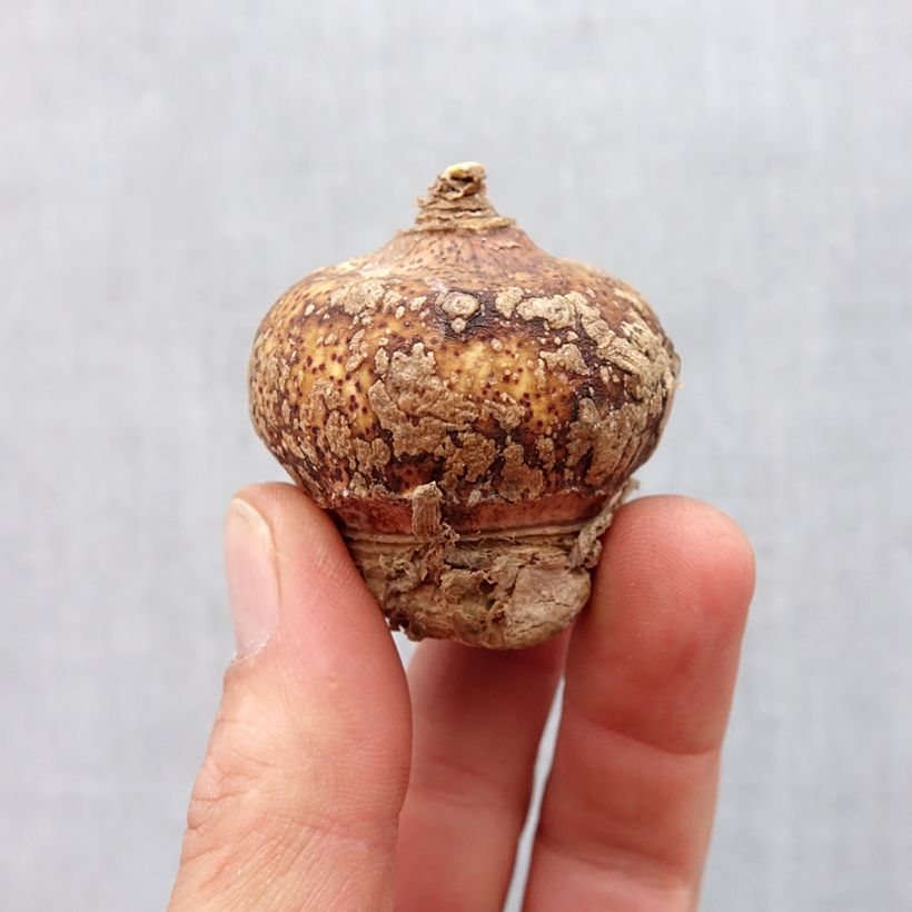 Amostra de Scadoxus multiflorus subsp multiflorus Bulbo size 16+ tal como entregue na primavera