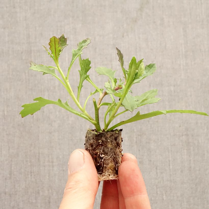 Amostra de Scaevola aemula Baby Pink Touch Mini-torrão Ø 3/4 cm tal como entregue na primavera