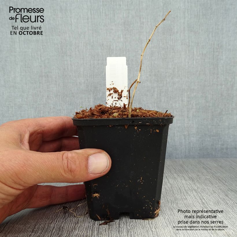 Amostra de Polygonatum falcatum Variegatum Vaso de 8/9 cm tal como entregue no outono