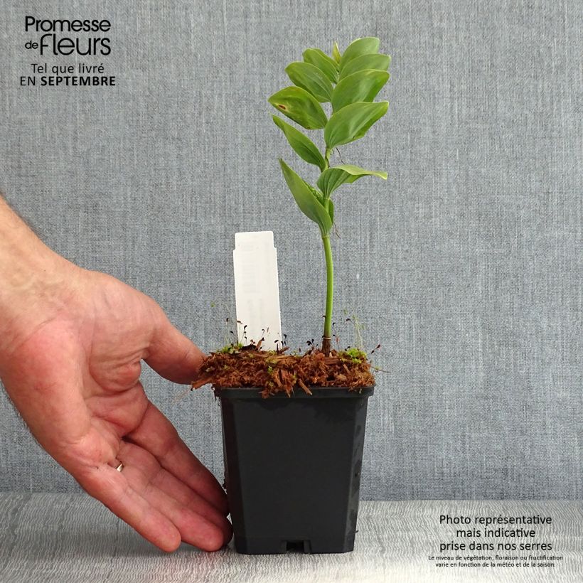 Amostra de Polygonatum commutatum Vaso de 8/9 cm tal como entregue no verão