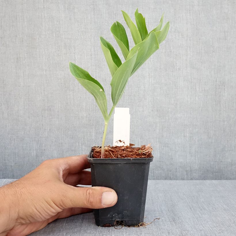 Amostra de Polygonatum multiflorum Vaso de 8/9 cm tal como entregue no verão