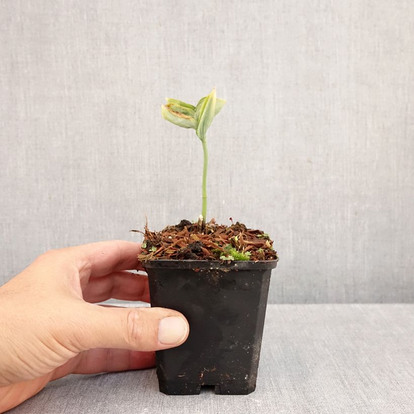 Amostra de Polygonatum odoratum Vaso de 8/9 cm tal como entregue no outono