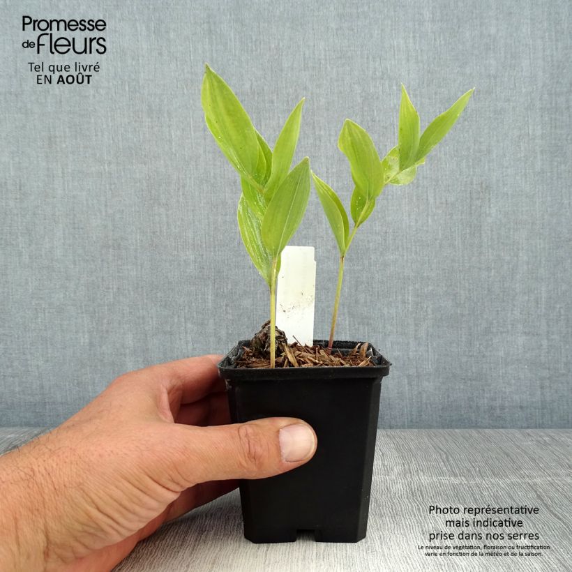 Amostra de Polygonatum odoratum Vaso de 8/9 cm tal como entregue no verão