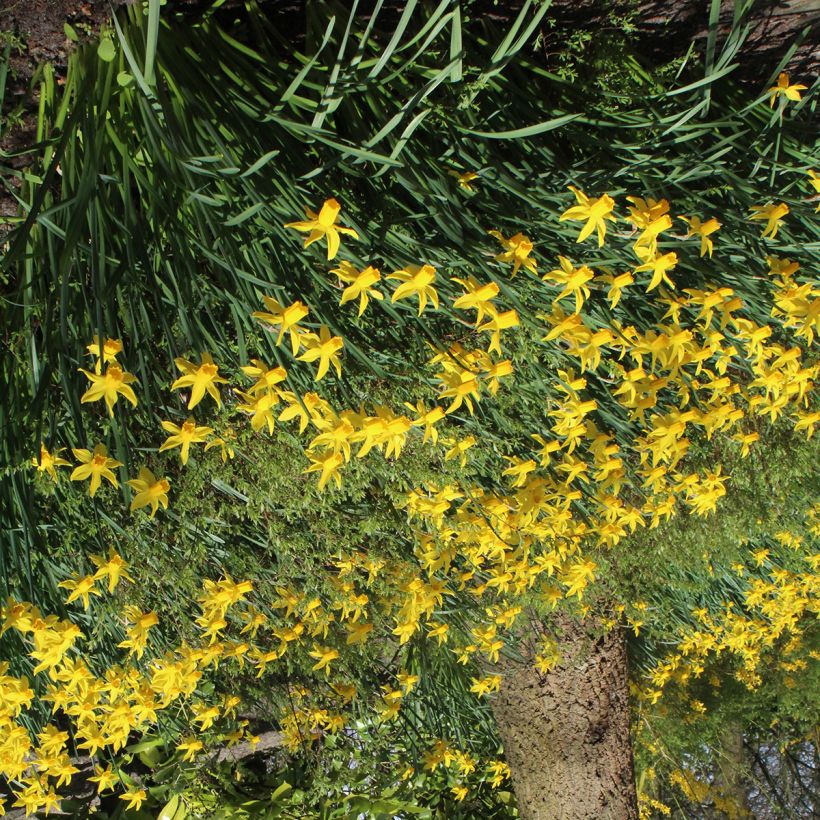 Narciso ciclamineus Rapture (Hábito)