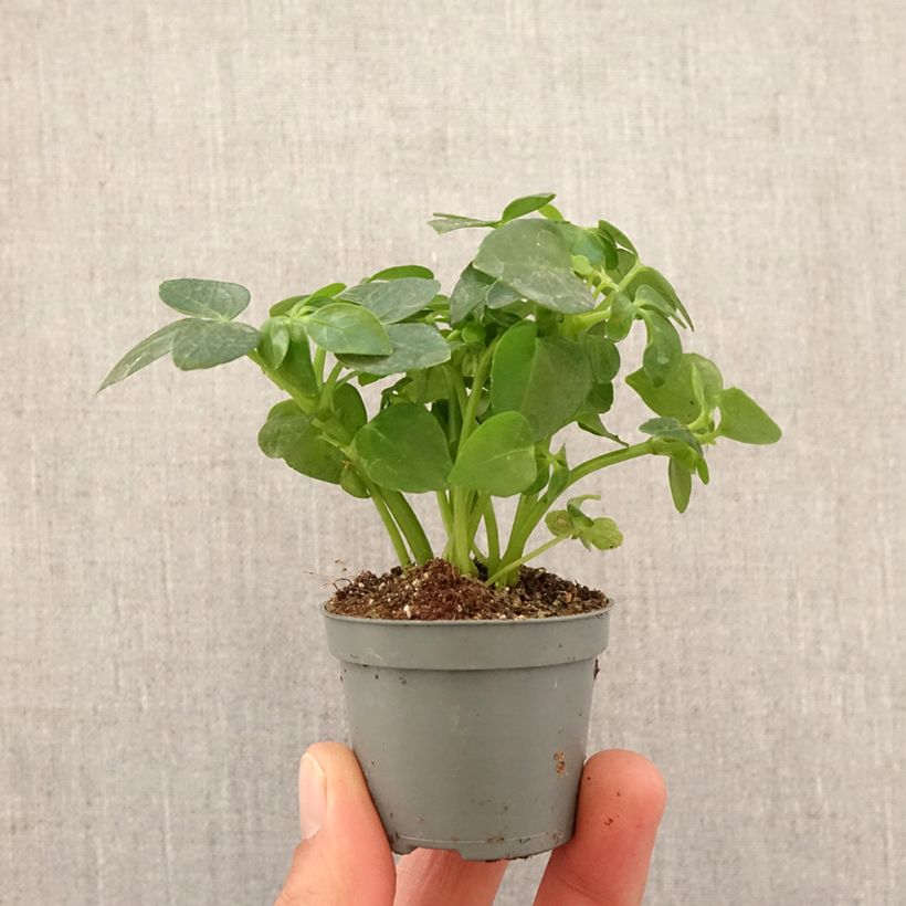 Amostra de Schefflera arboricola Mini-plante tal como entregue na primavera