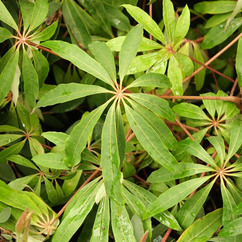 Schefflera taiwaniana (Folhagem)