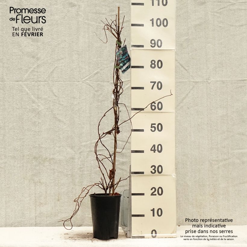 Amostra de Schisandra chinensis - Baie aux 5 saveurs Vaso de 2 L/3 L tal como entregue no inverno