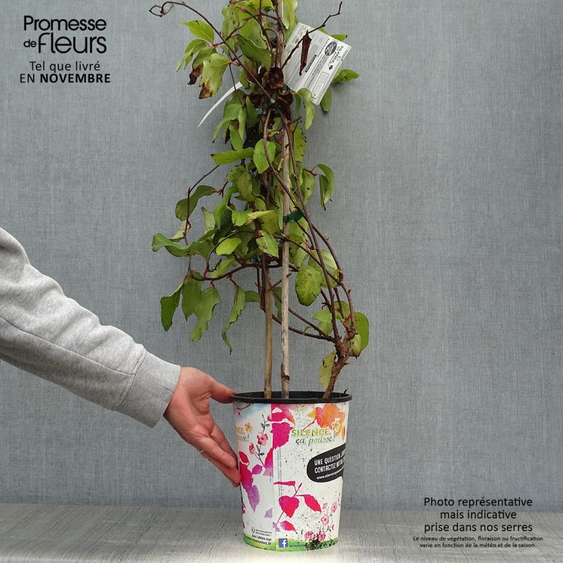 Amostra de Schisandra rubriflora Vaso de 4 L/5 L tal como entregue no outono