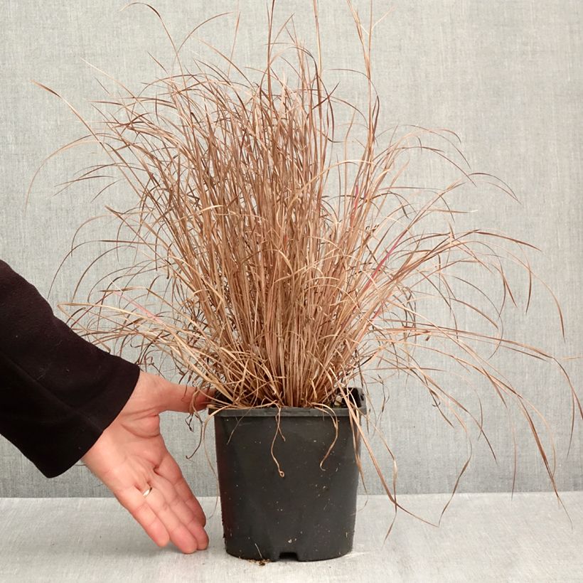 Amostra de Schizachyrium scoparium Colorado Vaso de 2 L/3 L tal como entregue no outono