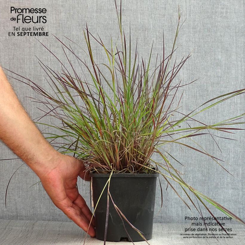 Amostra de Schizachyrium scoparium Colorado Vaso de 2 L/3 L tal como entregue no verão