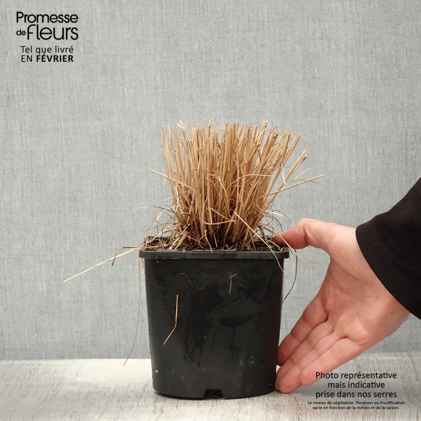 Amostra de Schizachyrium Colorado - Herbe à balais Pot de 2L/3L tal como entregue no inverno