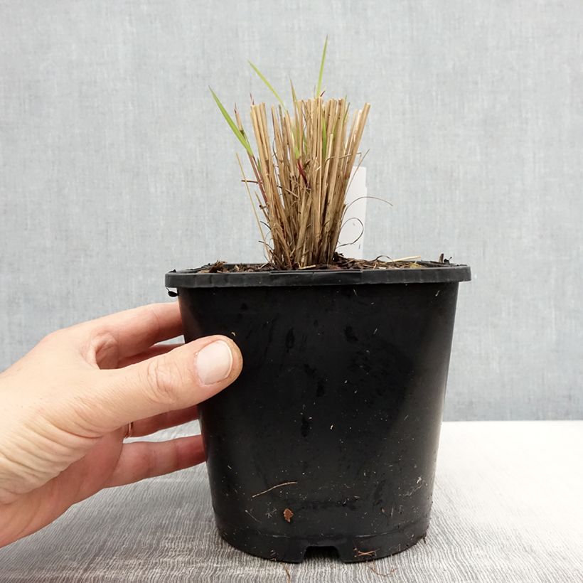 Amostra de Schizachyrium scoparium Colorado Vaso de 2 L/3 L tal como entregue na primavera