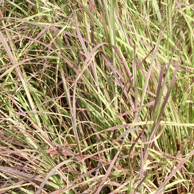 Schizachyrium scoparium Colorado (Folhagem)