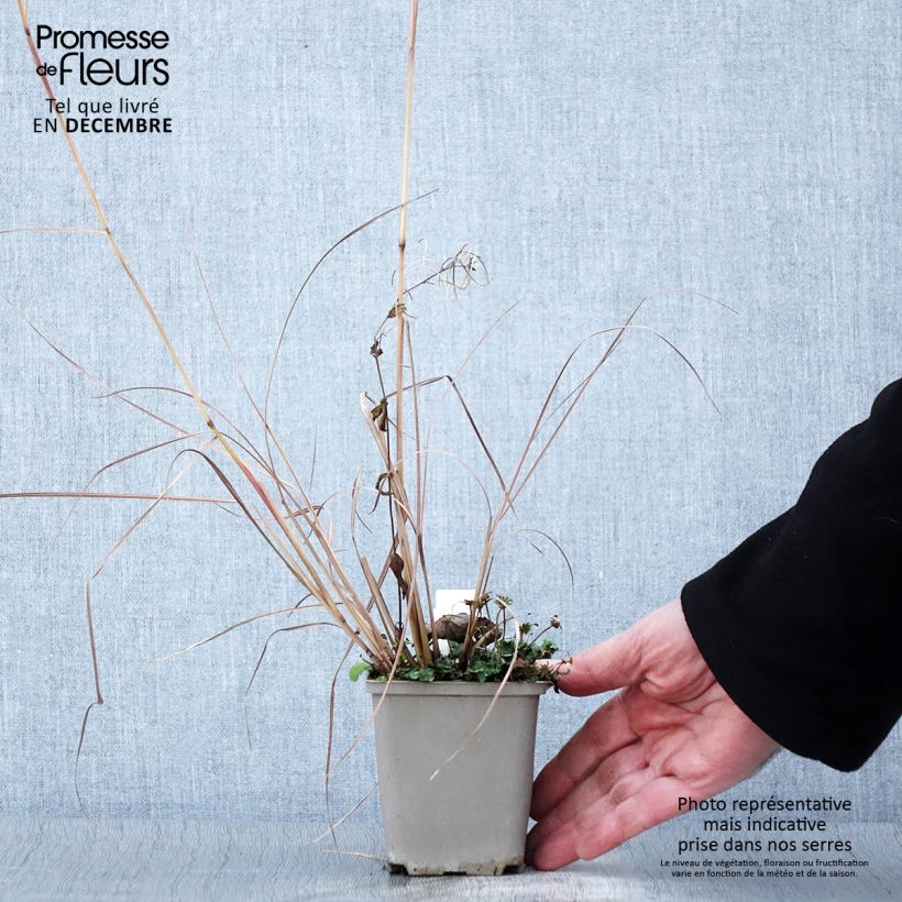 Amostra de Schizachyrium scoparium Blaze Vaso de 8/9 cm tal como entregue no outono