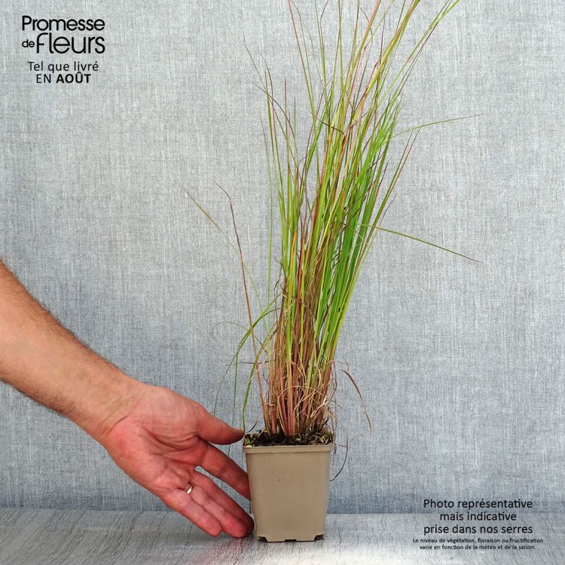 Amostra de Schizachyrium scoparium Blaze Vaso de 8/9 cm tal como entregue no verão