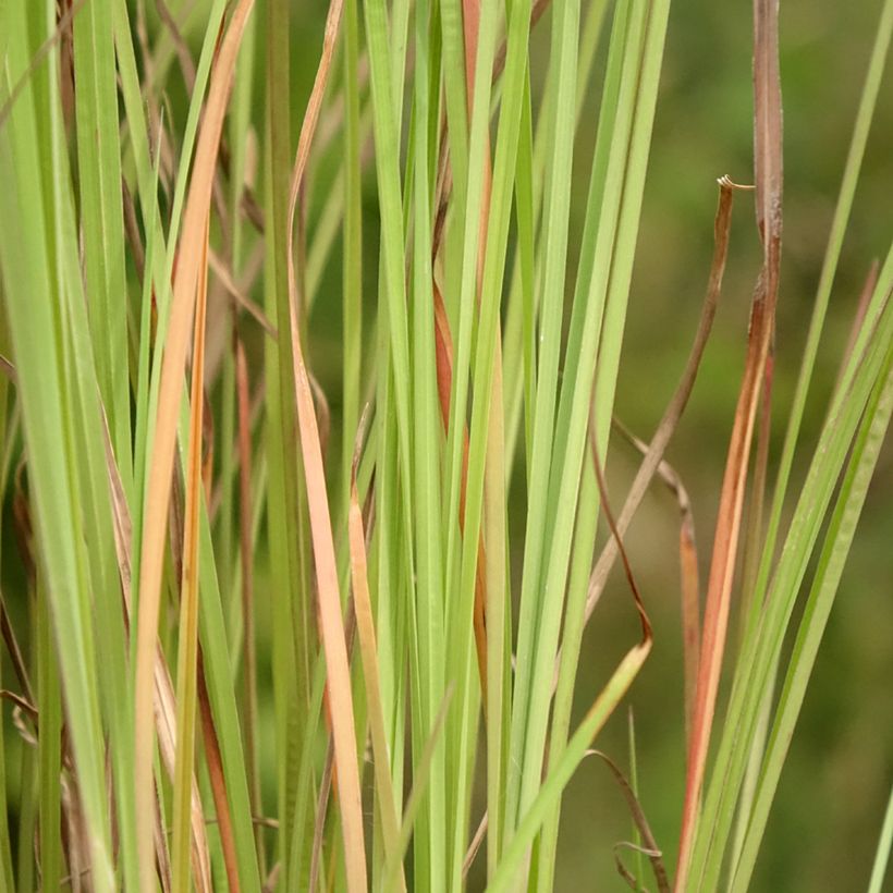 Schizachyrium scoparium Blaze (Folhagem)