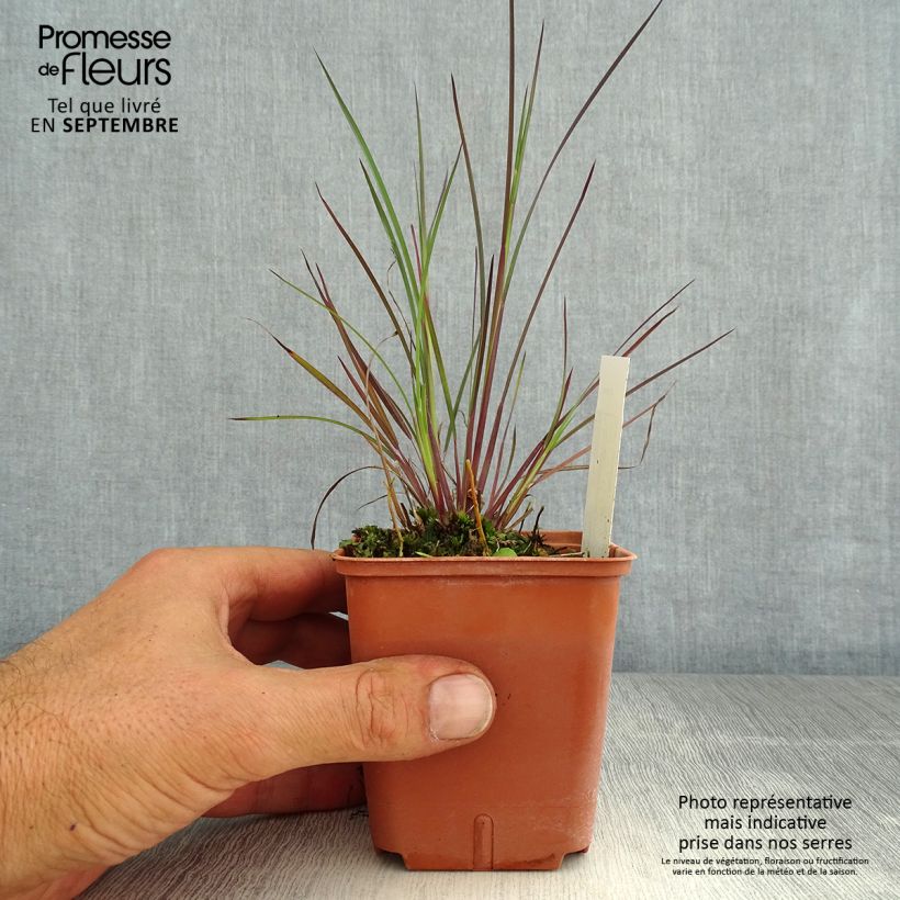 Amostra de Schizachyrium scoparium Blue Heaven Vaso de 8/9 cm tal como entregue no verão