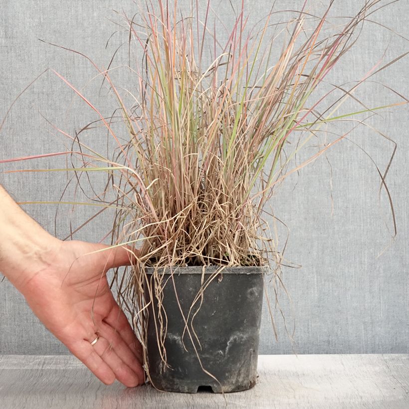 Amostra de Schizachyrium scoparium Blue Heaven Vaso de 2 L/3 L tal como entregue no outono