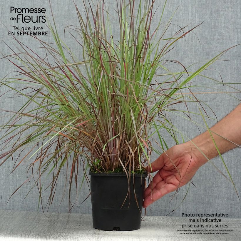 Amostra de Schizachyrium scoparium Blue Heaven Vaso de 2 L/3 L tal como entregue no verão
