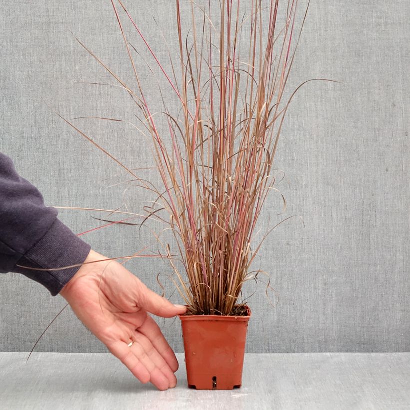 Amostra de Schizachyrium scoparium Blue Heaven Vaso de 8/9 cm tal como entregue no outono