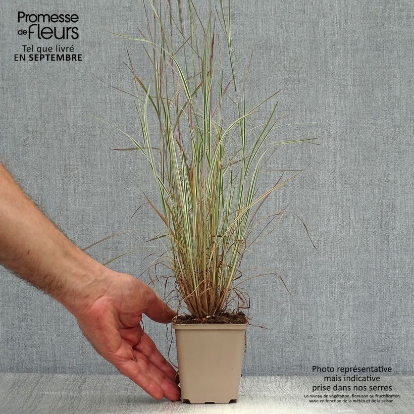 Amostra de Schizachyrium scoparium Chameleon Vaso de 8/9 cm tal como entregue no outono