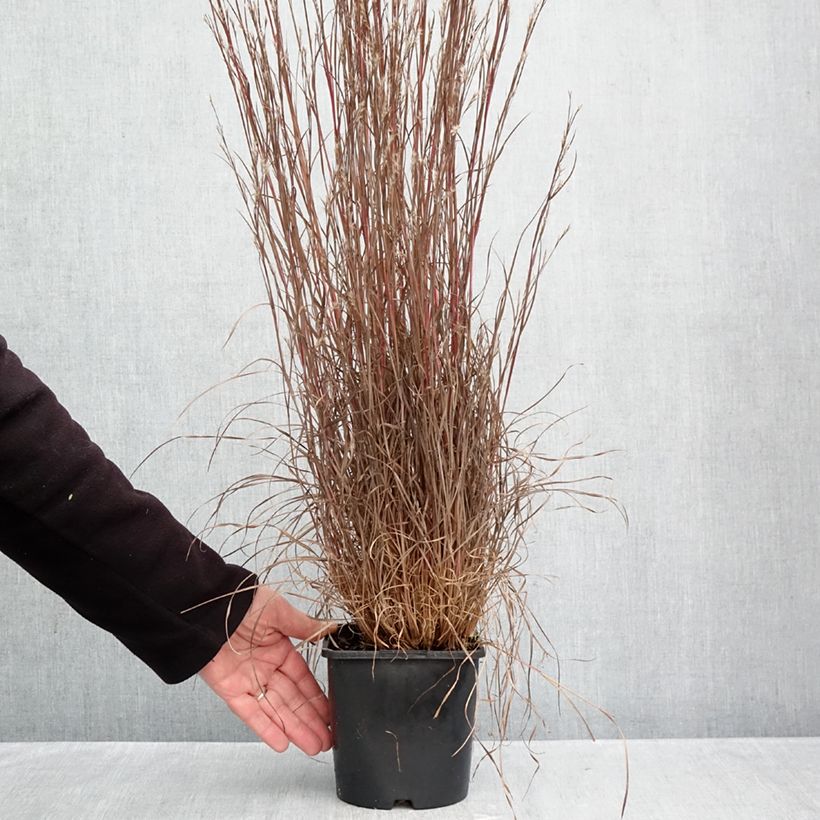 Amostra de Schizachyrium scoparium Chameleon Vaso de 2 L/3 L tal como entregue no outono